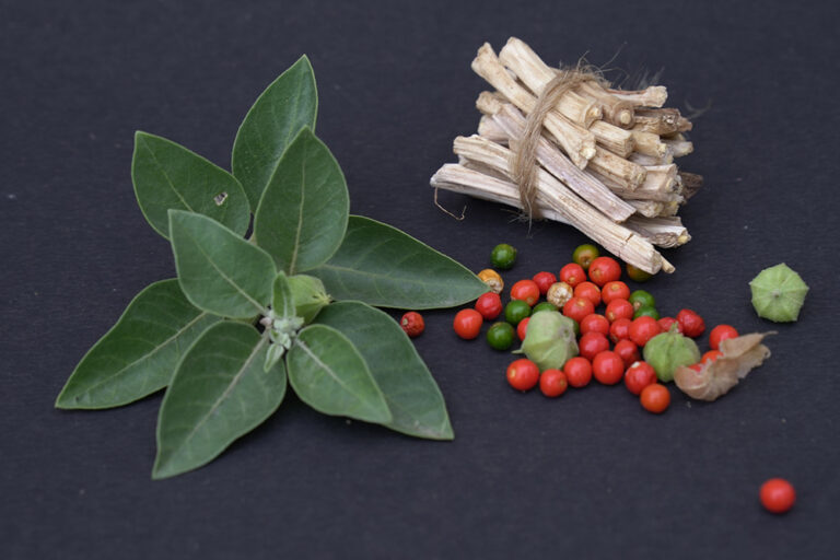 Ayurvedic Treatment For Creatinine: Natural Kidney Healing with Siddha and Herbal Remedies