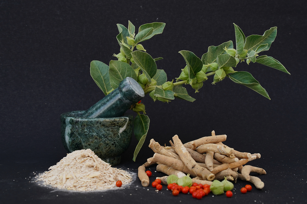 Ayurvedic-Herb-Spotlight-Why-Ashwagandha-Is-a-Must-for-Modern-Lifestyles