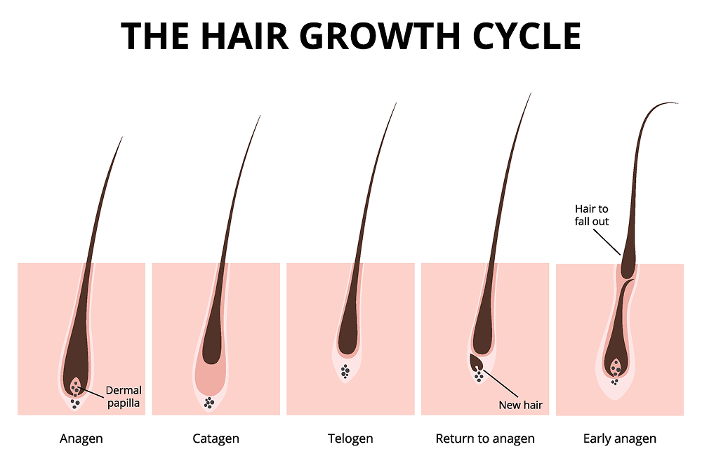 Ayurvedic-Remedies-for-Hair-Regrowth-Natural-Solutions-for-Stronger-Healthier-Hair